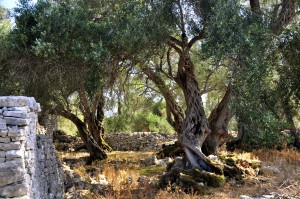 FKnorrige alte Olivenbäume auf Paxos.